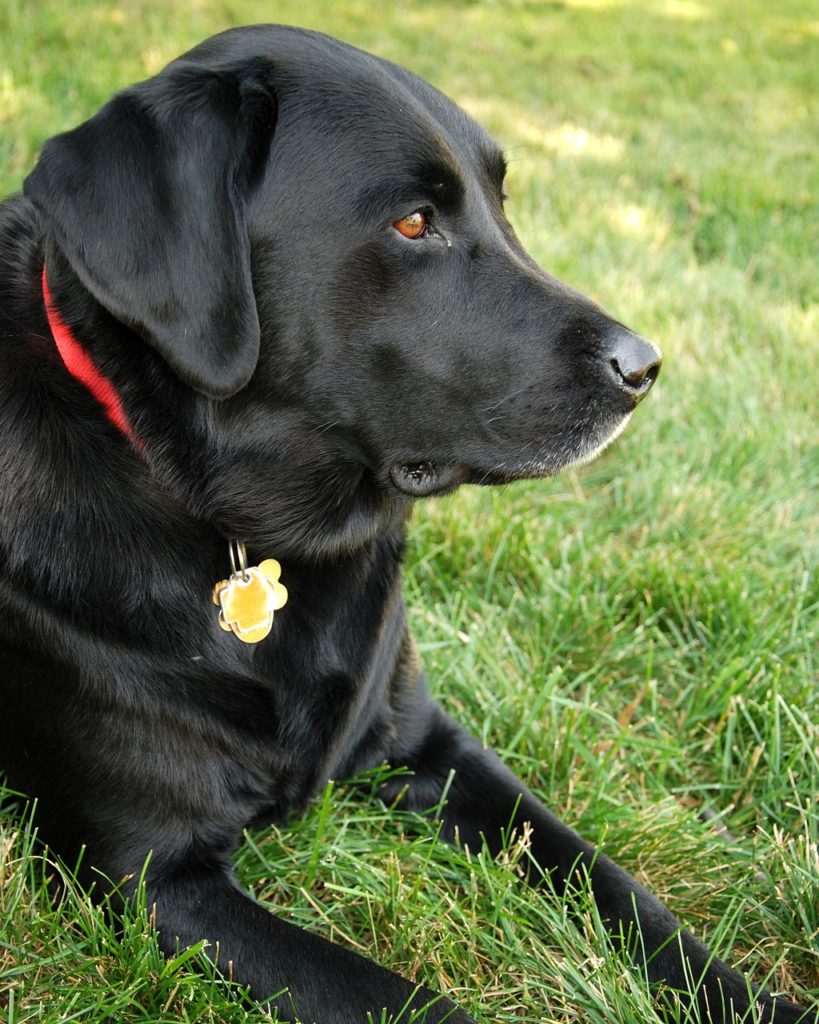 dog, labrador retriever, black lab-862936.jpg